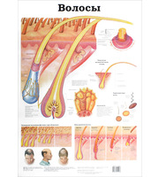 589713_Плакат. Волосы.  Кожа