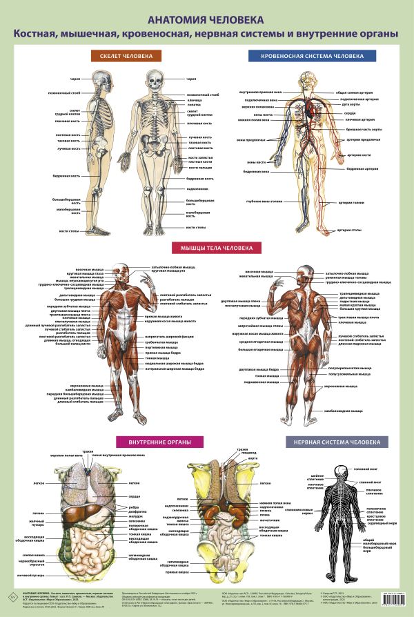 Анатомия человека.  Костная,  мышечная,  кровеносная системы и внутренние органы  (плакат в тубусе)